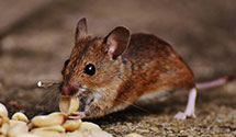 24 Hour & Emergency Exterminators in Farnham, OH